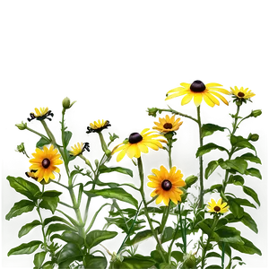 Wild Black Eyed Susan Meadow Png Vtt PNG image