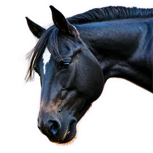 Wild Black Mustang Image PNG 06262024 PNG