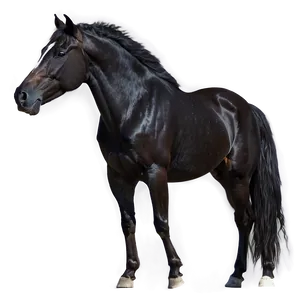 Wild Black Mustang Image PNG Pql84 PNG