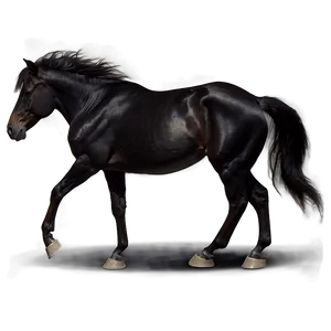 Wild Black Mustang Image Png Sby PNG image