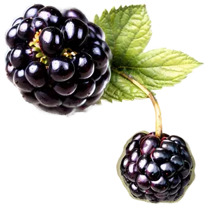 Wild Blackberry PNG 05232024