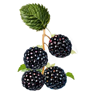 Wild Blackberry PNG 19