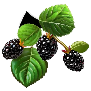 Wild Blackberry PNG 91