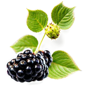 Wild Blackberry PNG Inh