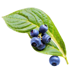 Wild Blueberries PNG 05242024