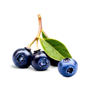 Wild Blueberries PNG Bog79