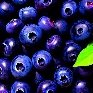 Wild Blueberries PNG Llv24