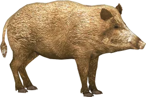 Wild Boar Isolated Image PNG image