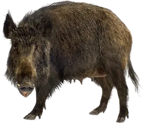 Wild Boar Isolatedon Transparent Background.png PNG image