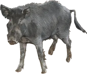 Wild Boar Isolatedon Transparent Background PNG image