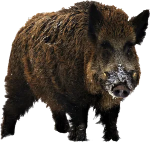 Wild Boarwith Snowon Snout.png PNG image