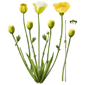 Wild Buttercup Illustration PNG 67 PNG
