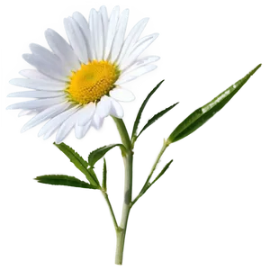 Wild Daisy Png 26 PNG image