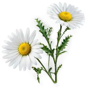Wild Daisy Png 7 PNG image