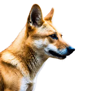 Wild Dingo Pose Png 21 PNG image