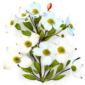 Wild Dogwood Flowers Png Qun61 PNG image