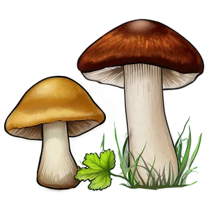 Wild Foraged Mushrooms Png 05242024 PNG image