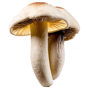 Wild Foraged Mushrooms PNG 74