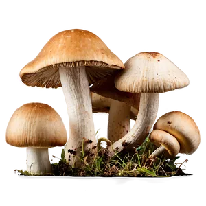 Wild Foraged Mushrooms Png Rvw84 PNG image