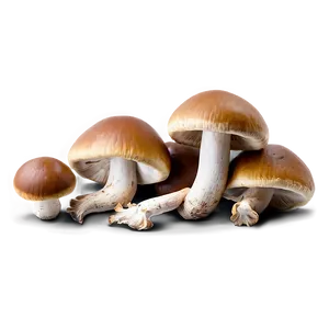 Wild Foraged Mushrooms Png Sws PNG image