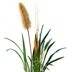 Wild Grass At Sunrise PNG 65