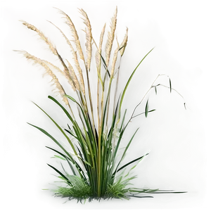 Wild Grass C PNG image