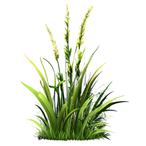 Wild Grass Detail PNG 06292024