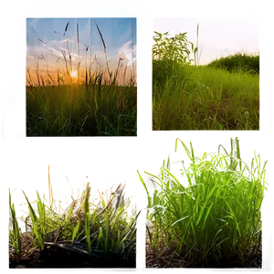Wild Grass Ecosystem PNG Mqm