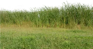 Wild Grass Field Texture PNG image