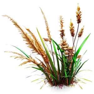 Wild Grass In Autumn PNG 06292024