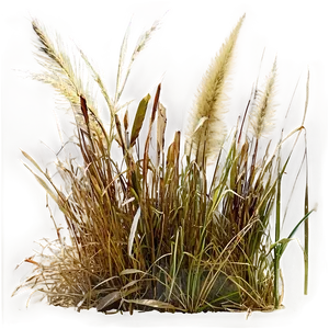 Wild Grass In Autumn PNG 06292024