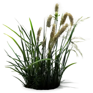 Wild Grass In Light PNG 37