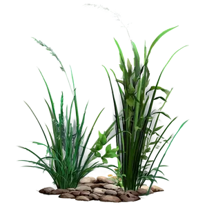 Wild Grass In Shade PNG 22