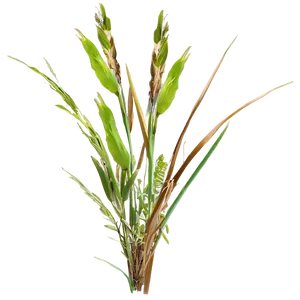 Wild Grass In Spring PNG 06292024