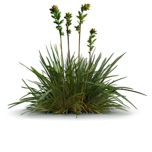 Wild Grass In Spring PNG 06292024