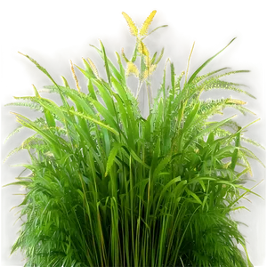 Wild Grass Texture Png 04292024 PNG image