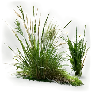 Wild Grass Texture Png 13 PNG image