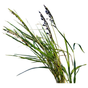 Wild Grass Under Blue Sky PNG 06292024 PNG