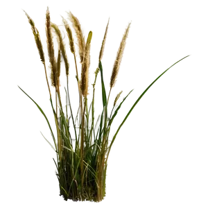 Wild Grass Under Blue Sky PNG 84 PNG