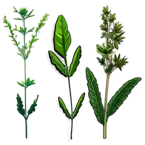 Wild Herb Png Obt PNG image