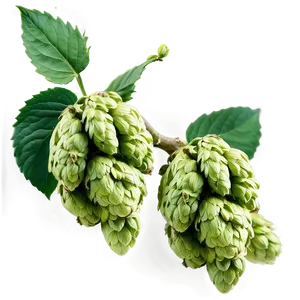 Wild Hops Discovery PNG Ckx