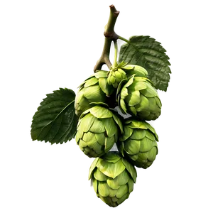 Wild Hops Discovery PNG Lqn