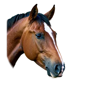 Wild Horse Head Portrait Png Tsp PNG image