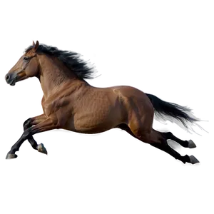 Wild Horse Race PNG 63 PNG