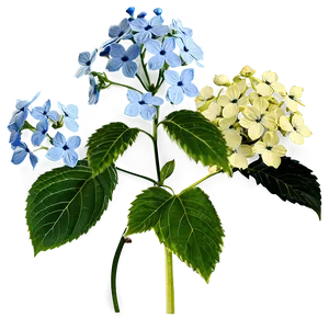 Wild Hydrangea Png 39 PNG image