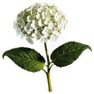 Wild Hydrangea Png 99 PNG image