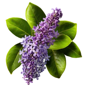 Wild Lilac PNG Kvb