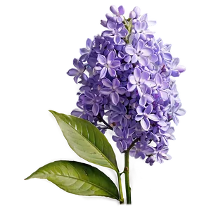 Wild Lilac Png Qqx69 PNG image