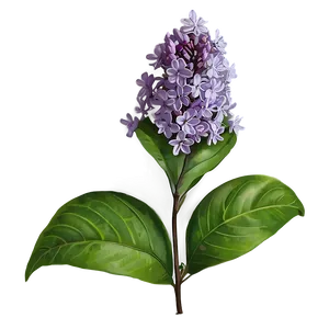 Wild Lilac PNG Wou