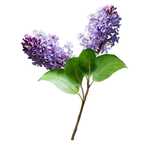Wild Lilac PNG Xnm12 PNG
